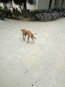 娱乐圈爆料流浪狗被抓,流浪狗被抓引发关注,背后真相令人唏嘘 第2张 娱乐圈爆料流浪狗被抓,流浪狗被抓引发关注,背后真相令人唏嘘 第2张