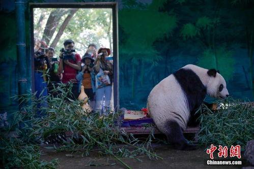 天津动物园爆料视频网红,萌态可掬引网友热议 第3张 天津动物园爆料视频网红,萌态可掬引网友热议 第3张